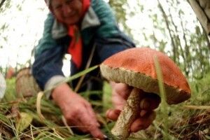 Жінка приготувала до столу страву з грибами й ледь не померла