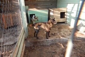 Жорстоко поводились з тваринами у притулку: поліцейські виявили 99 собак, один з яких був мертвим