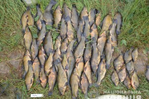 На озері під Голобами злапали двох заїжджих браконьєрів, які встигли натягати чверть центнера линків (фото)