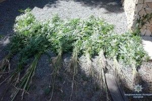 Деякі спритні жителі Рівненщини перейшли з картоплярства – на коноплярство