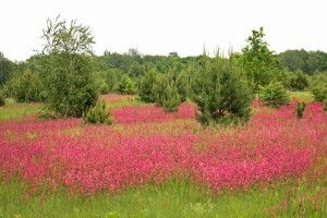 У Цуманській пущі квітне смілка клейка (фото)