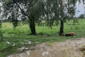 Блискавка влучила у дерево і вбила двох людей, які ховалися під ним від зливи