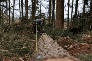 Боротьба за ліс: прозорі аукціони проти «чорних лісорубів»