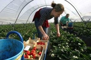 Українці втричі частіше скаржаться на своїх роботодавців у Польщі