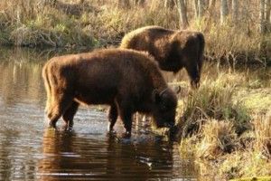 Четвертого жовтня на зубрів Цуманської пущі полюватимуть... художники