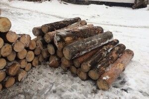 У Карасинському лісництві злапали двох лісокрадів на «Мерседесі»