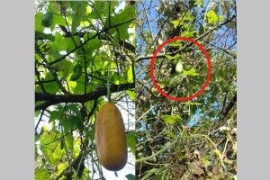 Лучанин вирощує огірки на дереві