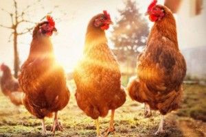 В Україні курей незабаром перестануть тримати у клітках
