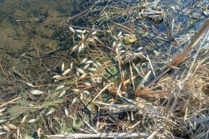 У ставку на Волині масово гине риба: виявили понад 400 мертвих краснопірок та щук