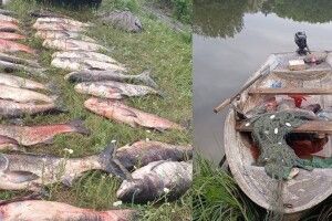 На Волині браконьєр наловив риби на пів мільйона