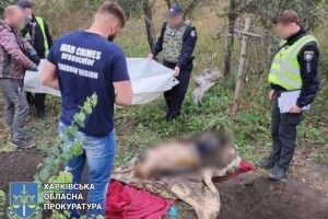 У звільненому селі знайшли тіла закатованих мирних жителів (Фото)