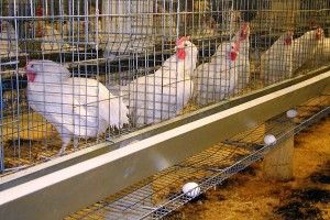У Європі можуть заборонити тримати сільськогосподарських тварин у клітинах