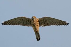 Рівненський фотомисливець влаштував грандіозне полювання на птахів (Фото)