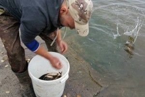Ковельчани випустили у Турію 700 кілограмів риби