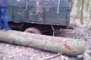 Спроба вкрасти дуби у Луцькому районі виявилася невдалою (фото)