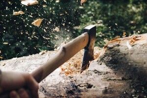 Незаконна порубка сосен на Волині завдала збитків на понад 200 тисяч гривень