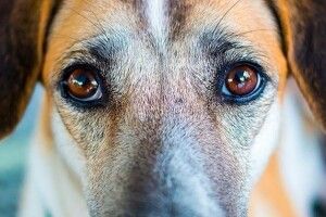 22-річний волинянин перерізав горло собаці