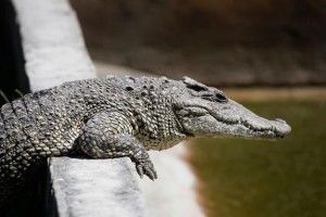 На Одещині поліцейські зловили крокодила, який випав з вікна 5 поверху (відео)