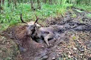Помер лось, якого витягнули з болота на Рівненщині