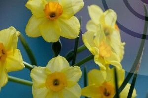 1 травня волинян зустріне нічним холодом та денним сонцем