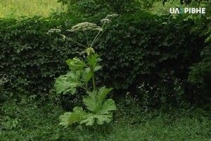 Знайшли борщівник — телефонуйте в облраду