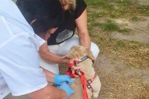 На Волині собак і котів безплатно вакцинуватимуть від сказу: коли і де