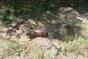На Ковельщині під час збирання врожаю знайшли снаряди