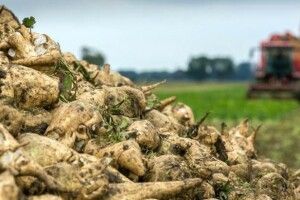 На кожного українця вже виробили по 10 кіло цукру з буряків нового врожаю