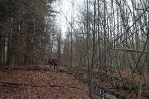 У нацпарку на Волині знайшли «Пальці мерця»