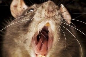 Щур покусав дитину в Маріуполі: моторошні подробиці і фото