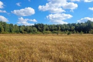 До чого призведе висихання боліт в Шацькому нацпарку