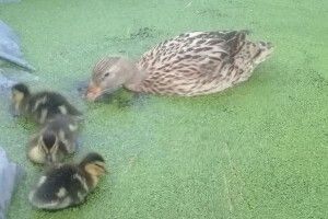 У волинянина вдома вилупилися дикі каченята (Фото, відео)