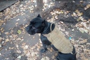 Пес українських бійців потрапив у поставлений сепаратистами капкан: проте не здався у полон – відгриз собі лапу і на трьох повернувся на позиції ЗСУ (Фото)