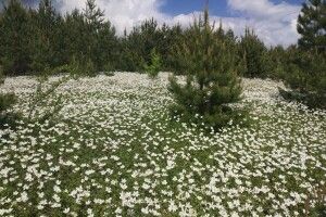 У Цуманській пущі зацвіла анемона лісова (фото)