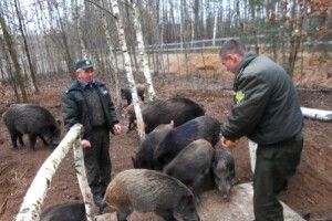 У Піщанському лісництві дедалі голосніше лунає «рох-рох-рох» і «кря-кря-кря»