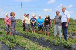 Волинь має усі шанси стати ягідним краєм