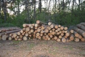 139 колод необлікованої деревини виявили у лісі на Горохівщині