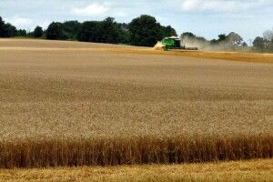 Господарників Волині заохочують сіяти озиме жито