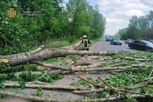 На Волині буревій повалив дерево на дорогу