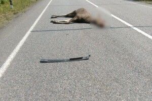 На дорозі Ковель-Ягодин «бусик» збив лося 