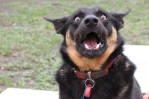 Дядько хильнув самогону і до смерті покусав собаку