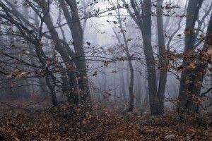 До +11°С – така нині зима на Волині 