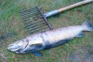 Під Пожарками впіймали двох дядьків, які посеред ночі кололи рибу острогою