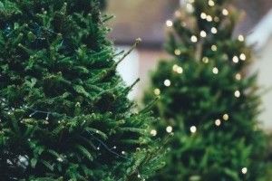 Волинь лідирує за продажем новорічних ялинок