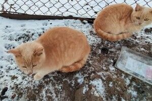 Чорна кицька та два рудих коти шукають своїх людей серед лучан (Фото)