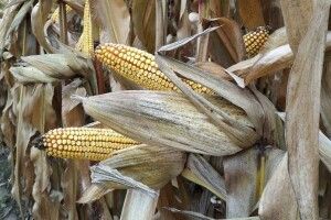 На Волині щедро вродила кукурудза. Ціни мотивують аграріїв вирощувати культуру
