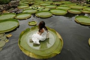 Відчути себе Дюймовочкою і посидіти на гігантських лотосах