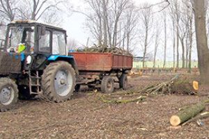 НЕХАЙ ДЕРЕВА РОСТУТЬ ВЕЛИКИМИ…