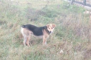 На Волині куцохвостий пес кілька місяців чекає на повернення господаря (фото)