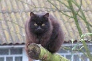 ФОТО НА КОНКУРС: грізний сторож